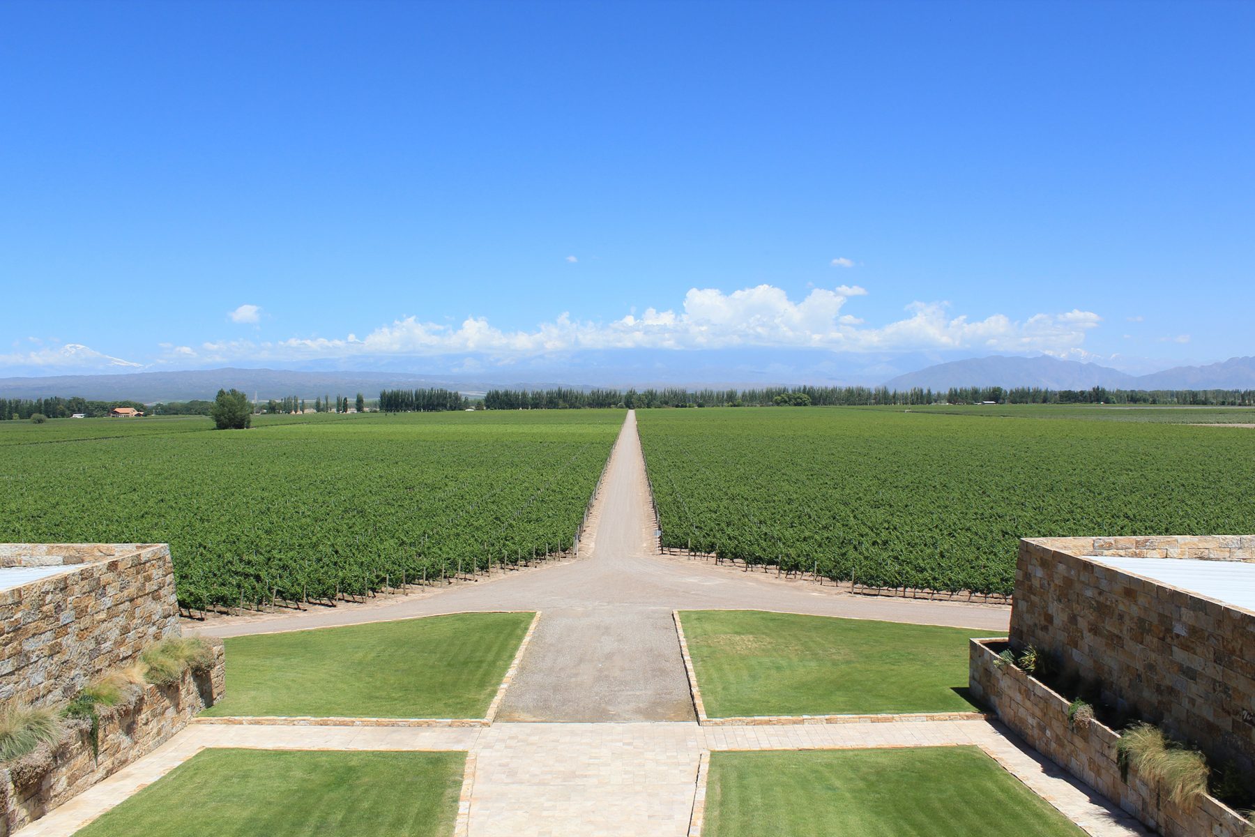 Vineyard landscape in Mendoza, Argentina